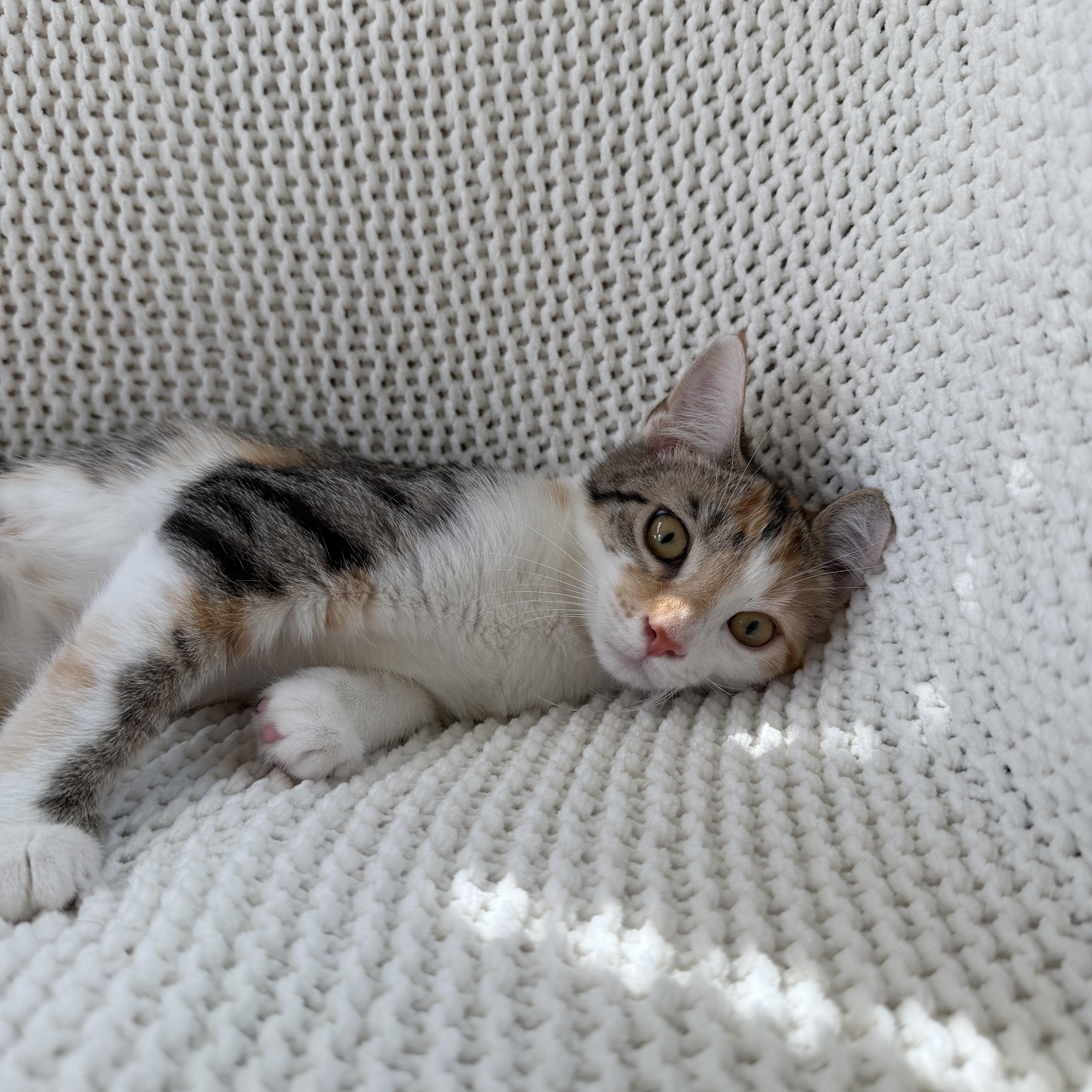 Aurora, a ADOPTABLE Calico in Copley, OH image 2/5