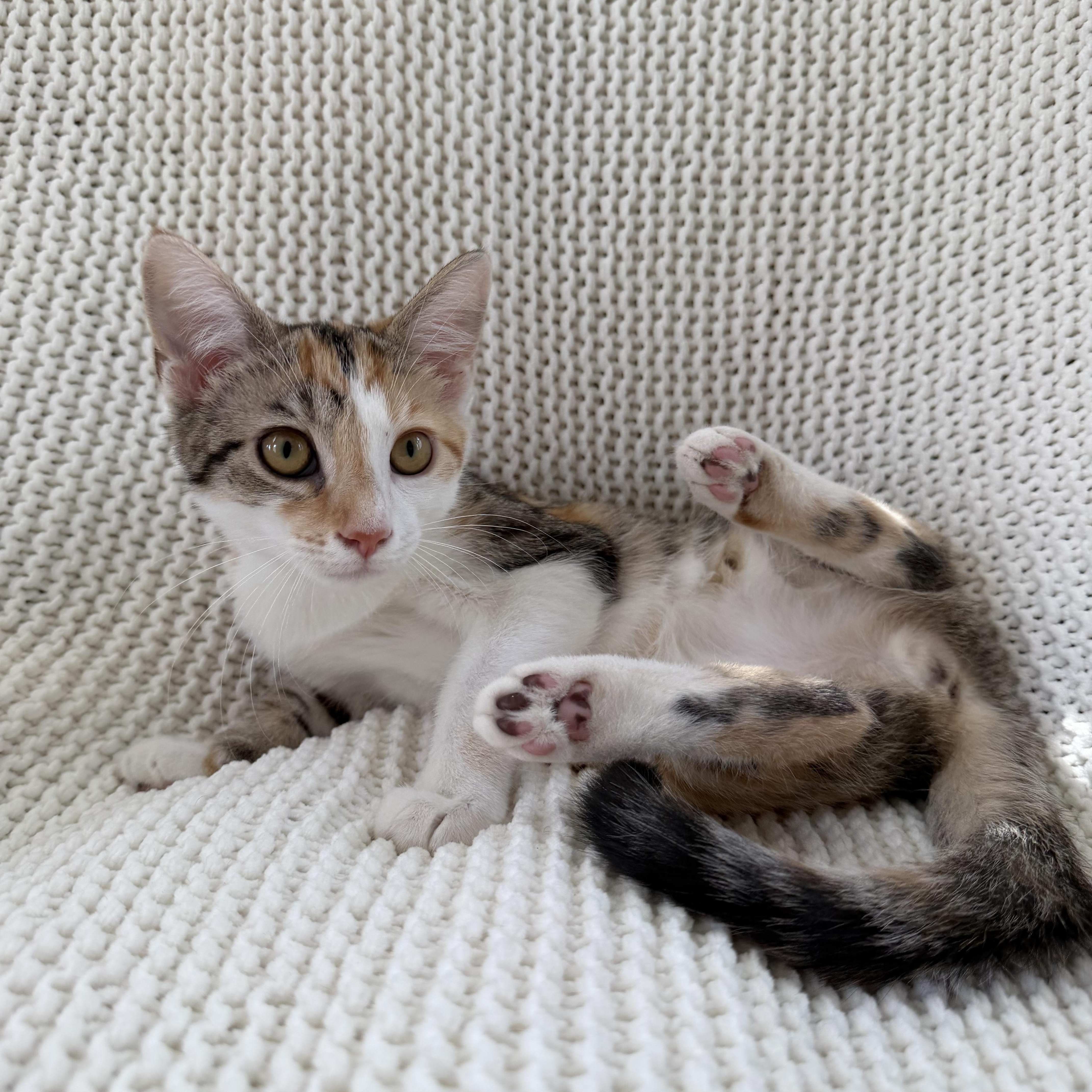 Aurora, a ADOPTABLE Calico in Copley, OH image 4/5