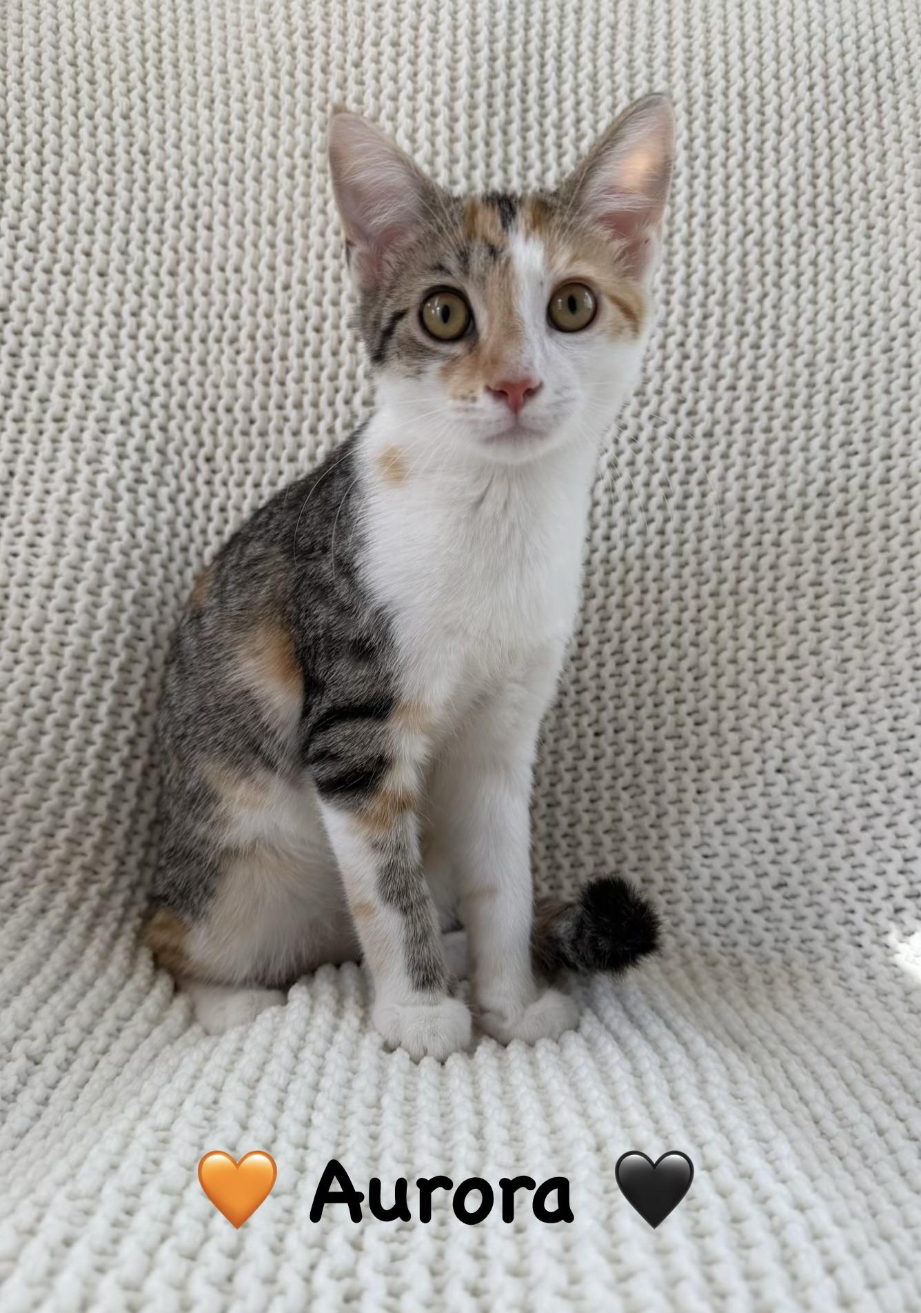 Aurora, a ADOPTABLE Calico in Copley, OH image 1/5