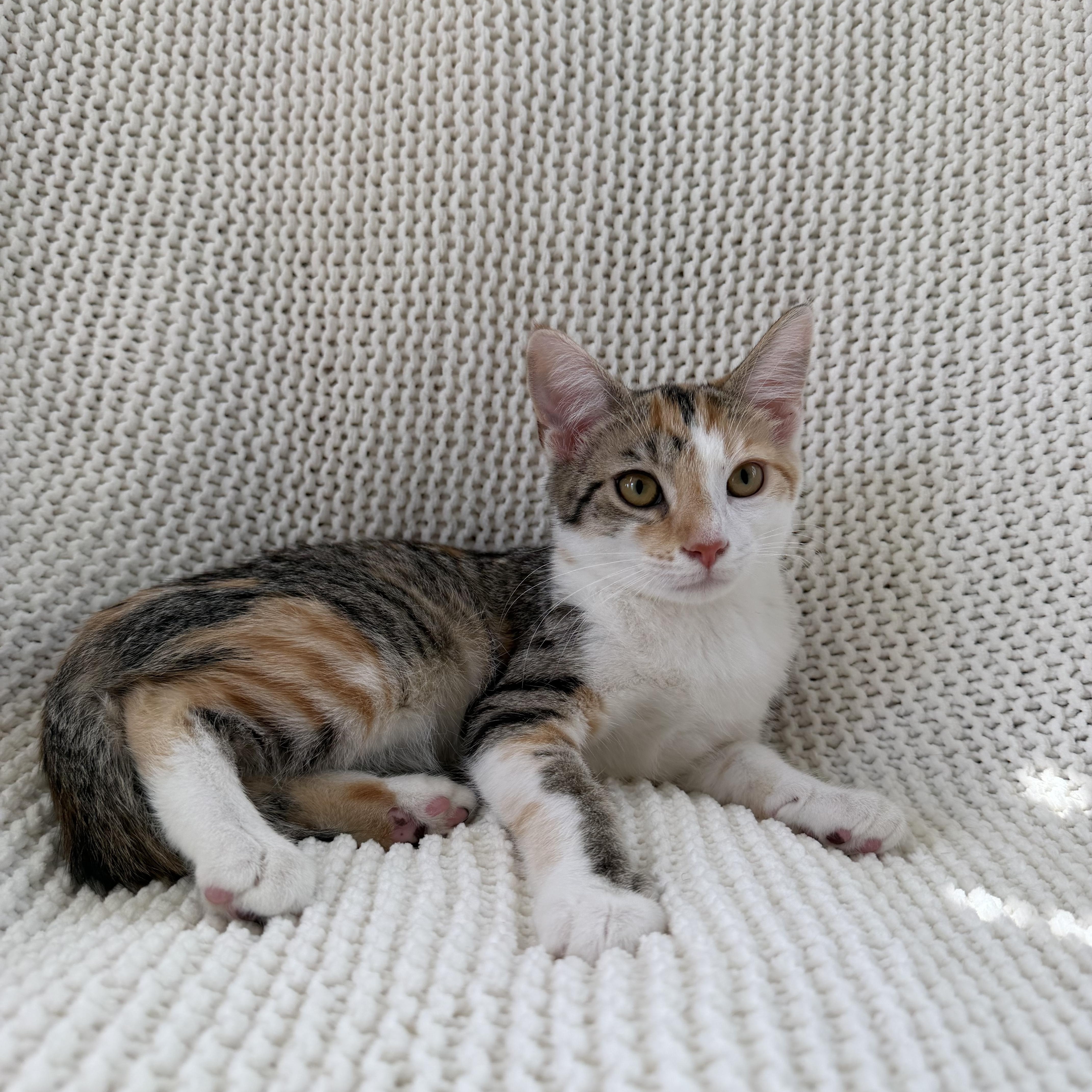 Aurora, a ADOPTABLE Calico in Copley, OH image 3/5