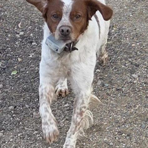 Enlarge THOR   #20042862   South Dakota, an adopted Brittany Spaniel in Manitowoc, WI image 3/4