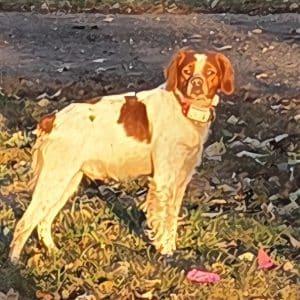 Enlarge THOR   #20042862   South Dakota, an adopted Brittany Spaniel in Manitowoc, WI image 1/4