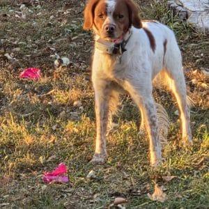 Enlarge THOR   #20042862   South Dakota, an adopted Brittany Spaniel in Manitowoc, WI image 2/4
