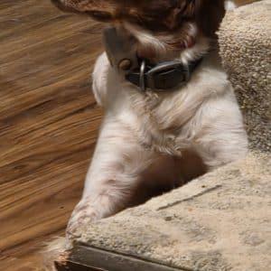 Enlarge THOR   #20042862   South Dakota, an adopted Brittany Spaniel in Manitowoc, WI image 4/4