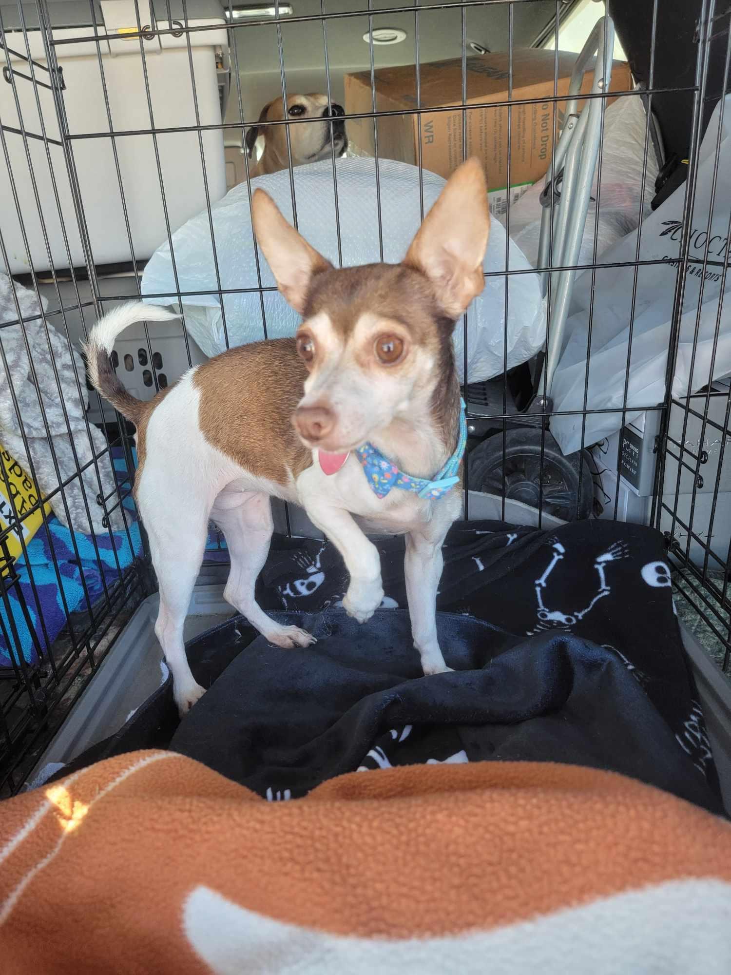 Tinkerbell, a Adoptable Chihuahua in Van Alstyne, TX image 1/5