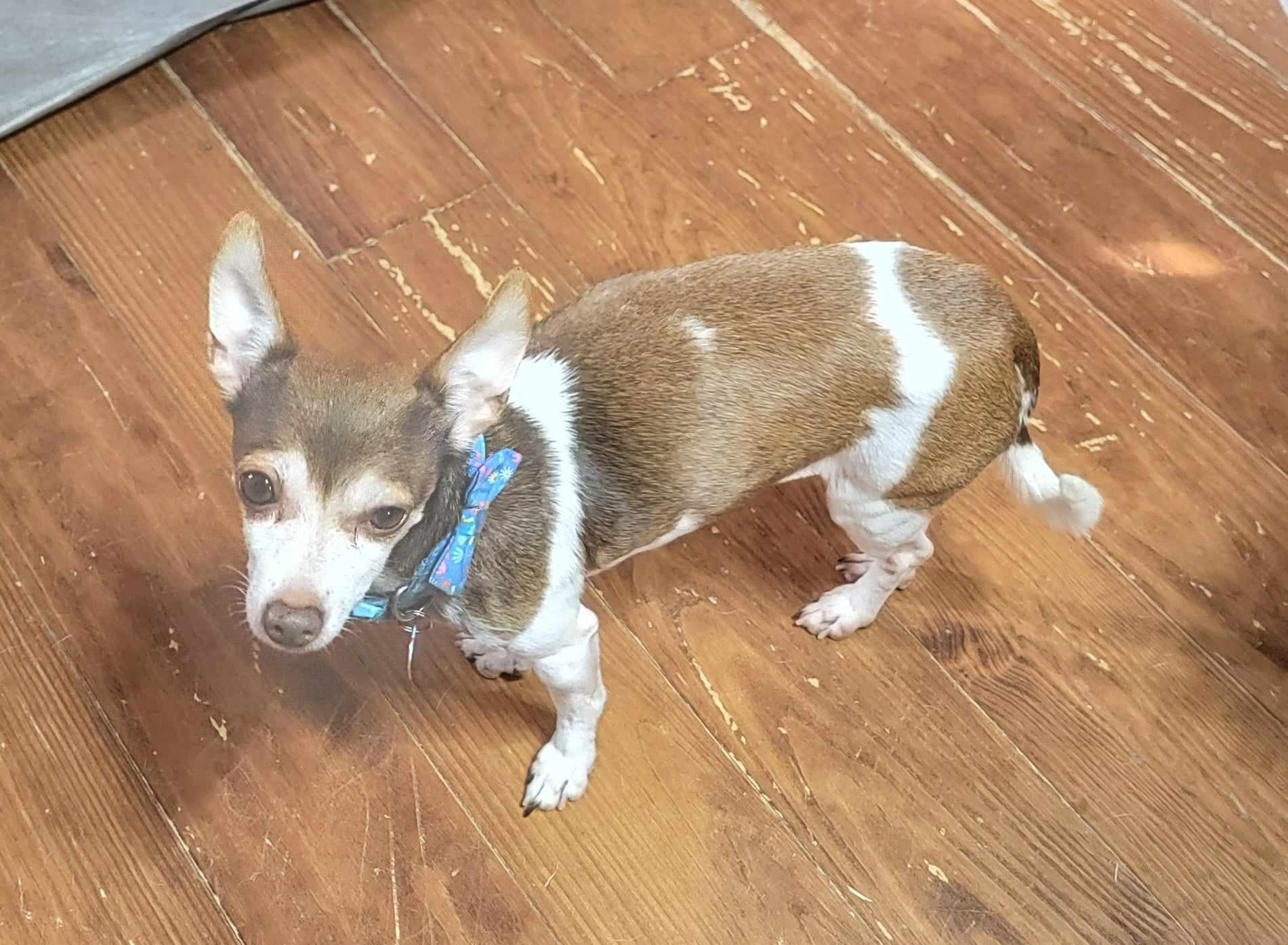 Tinkerbell, a Adoptable Chihuahua in Van Alstyne, TX image 2/5