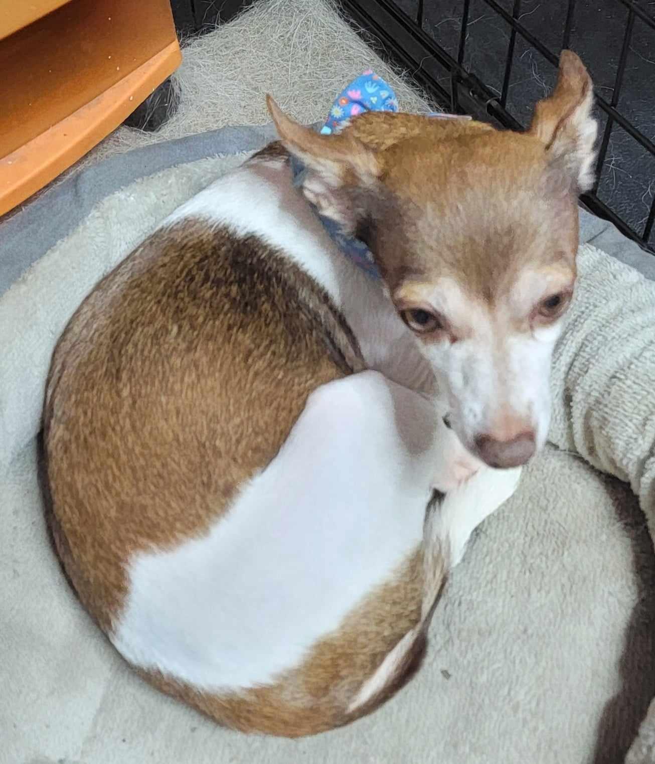 Tinkerbell, a Adoptable Chihuahua in Van Alstyne, TX image 3/5