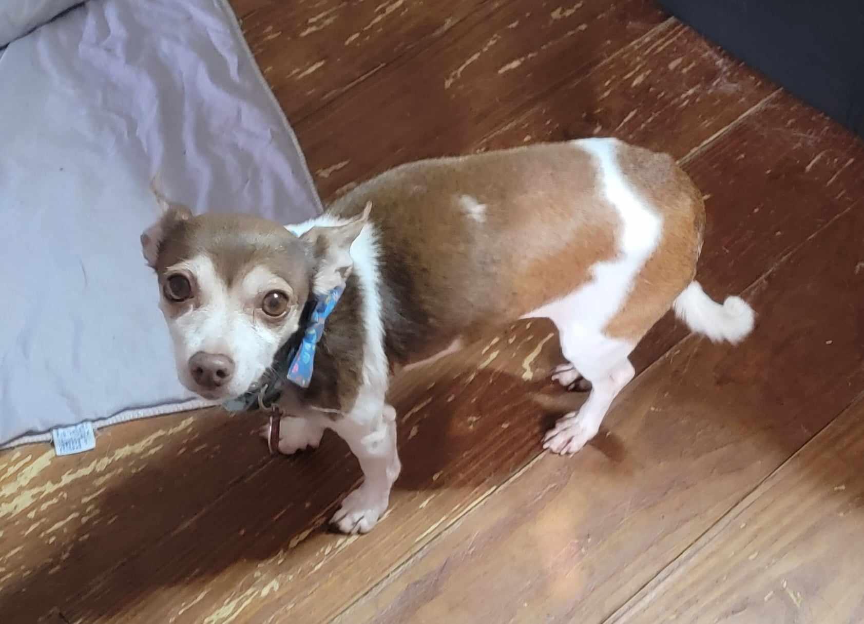 Tinkerbell, a Adoptable Chihuahua in Van Alstyne, TX image 4/5