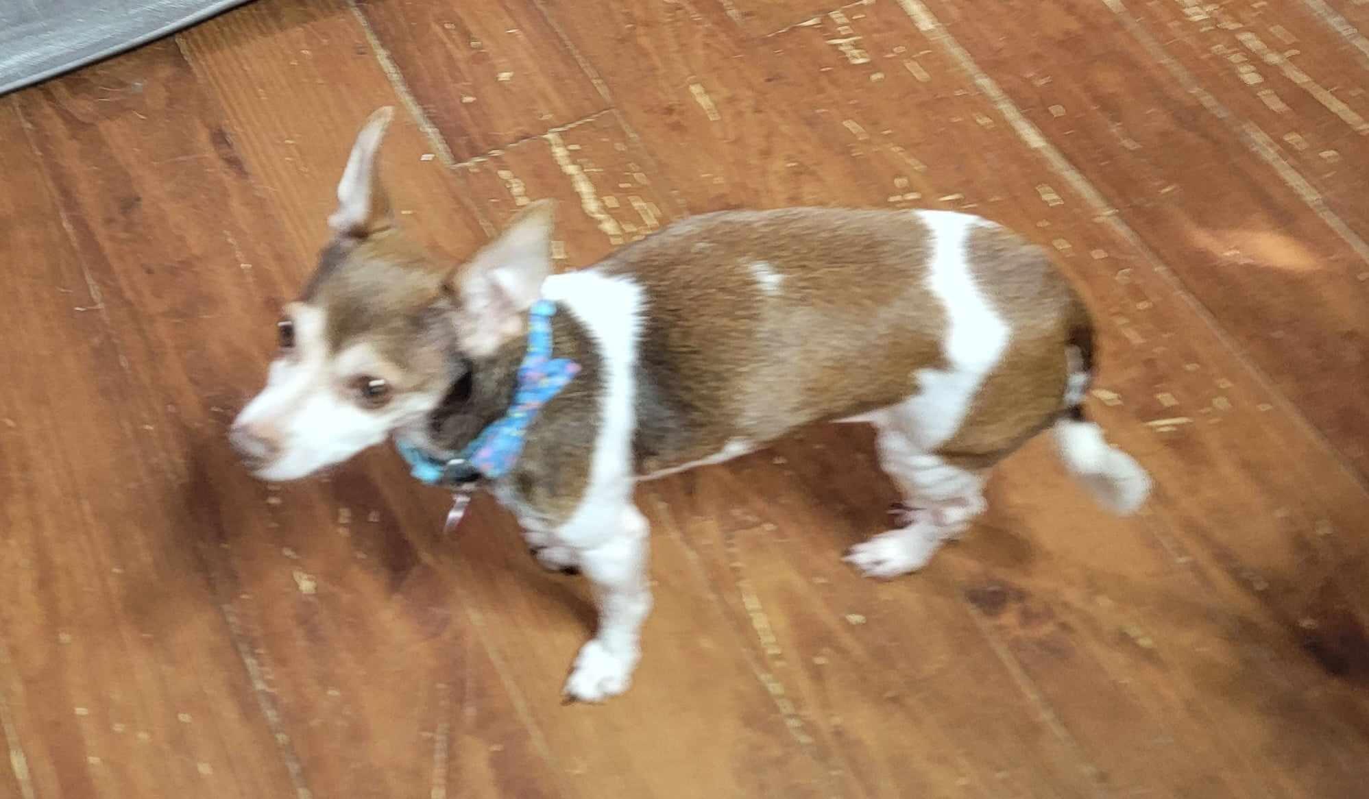 Tinkerbell, a Adoptable Chihuahua in Van Alstyne, TX image 5/5