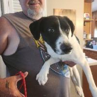 Dahlia, adopted, Puppy Female Mixed Breed.