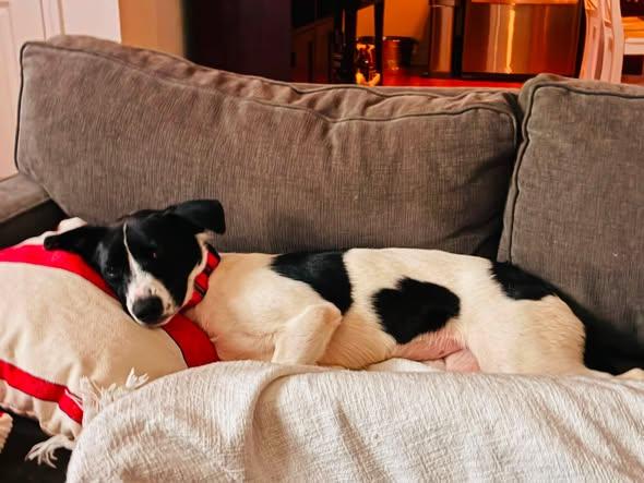 Dahlia, an adopted mixed breed in Albany, NY image 3/6