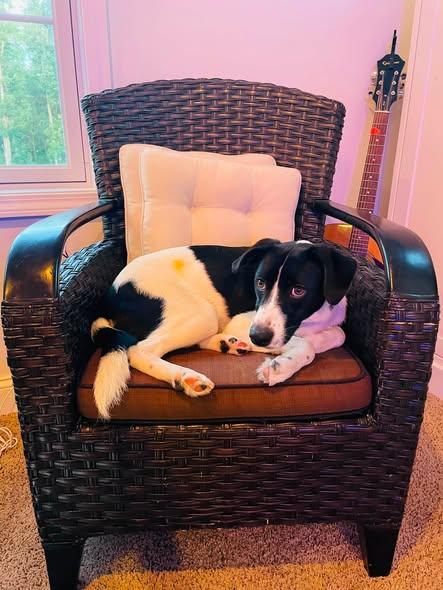 Dahlia, an adopted mixed breed in Albany, NY image 5/6