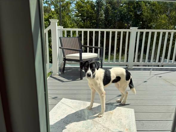 Dahlia, an adopted mixed breed in Albany, NY image 6/6