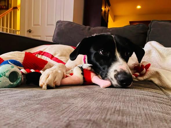 Dahlia, an adopted mixed breed in Albany, NY image 2/6
