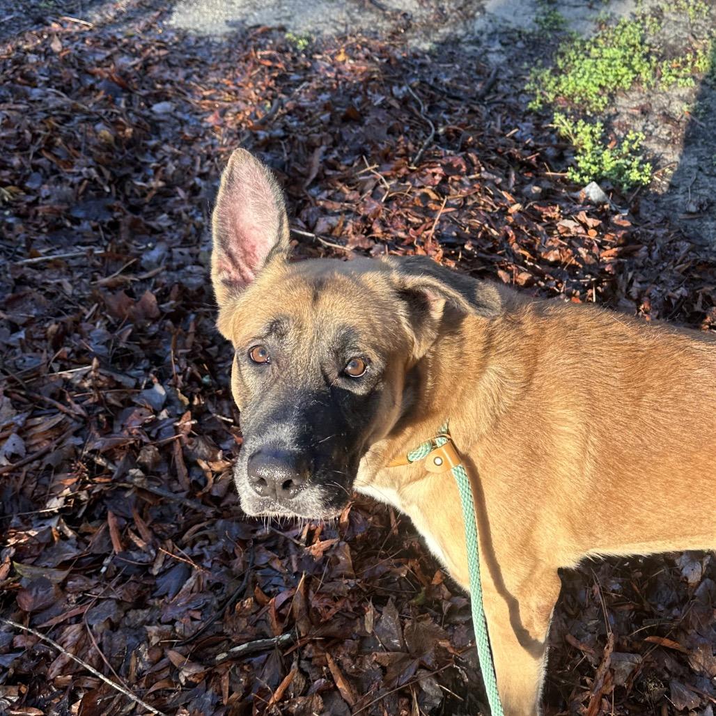 Stetson @ Foster, Adoptable, Adult Male Mixed Breed.