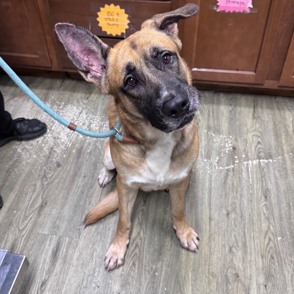 Enlarge Stetson @ Foster, a Adoptable Mixed Breed in Summerville, SC image 2/6