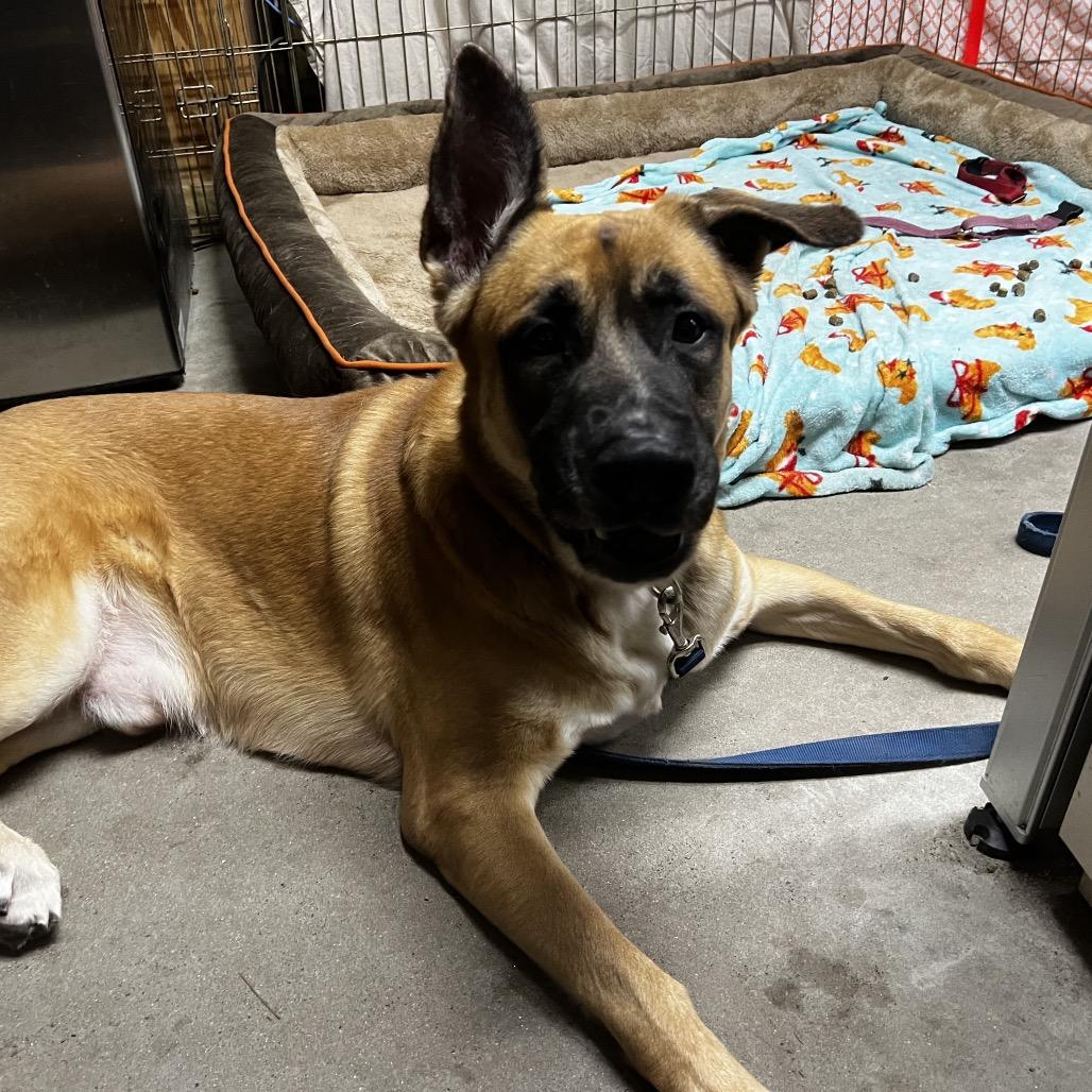 Enlarge Stetson @ Foster, a Adoptable Mixed Breed in Summerville, SC image 3/6