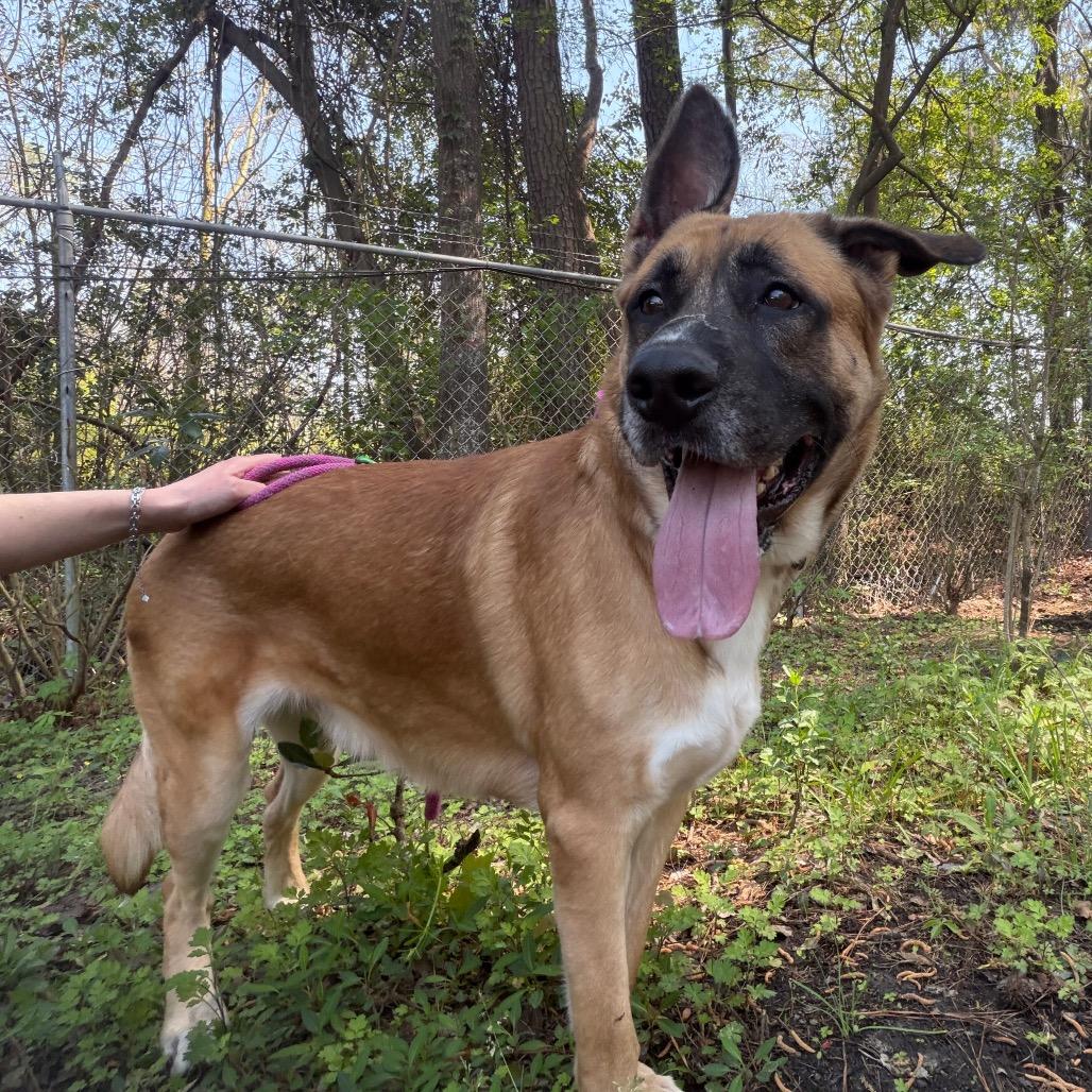 Enlarge Stetson @ Foster, a Adoptable Mixed Breed in Summerville, SC image 4/6