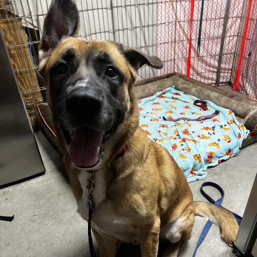 Enlarge Stetson @ Foster, a Adoptable Mixed Breed in Summerville, SC image 5/6