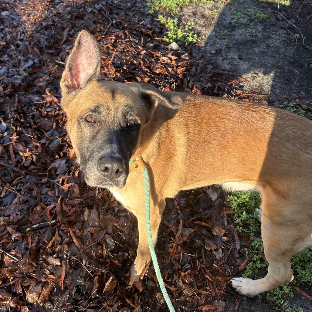 Enlarge Stetson @ Foster, a Adoptable Mixed Breed in Summerville, SC image 6/6