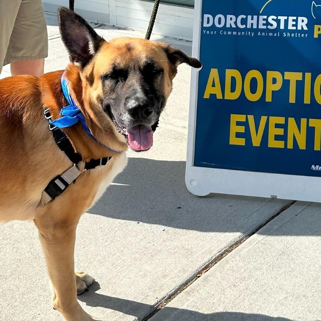 Enlarge Stetson @ Foster, a Adoptable Mixed Breed in Summerville, SC image 6/6