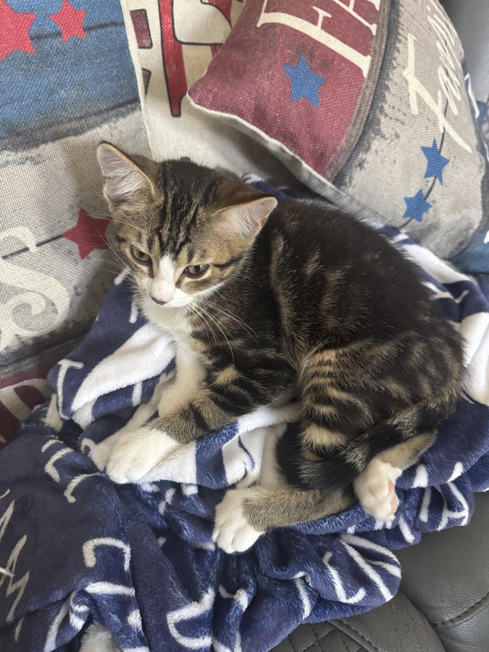 Maple, Adoptable, Kitten Male Domestic Short Hair.