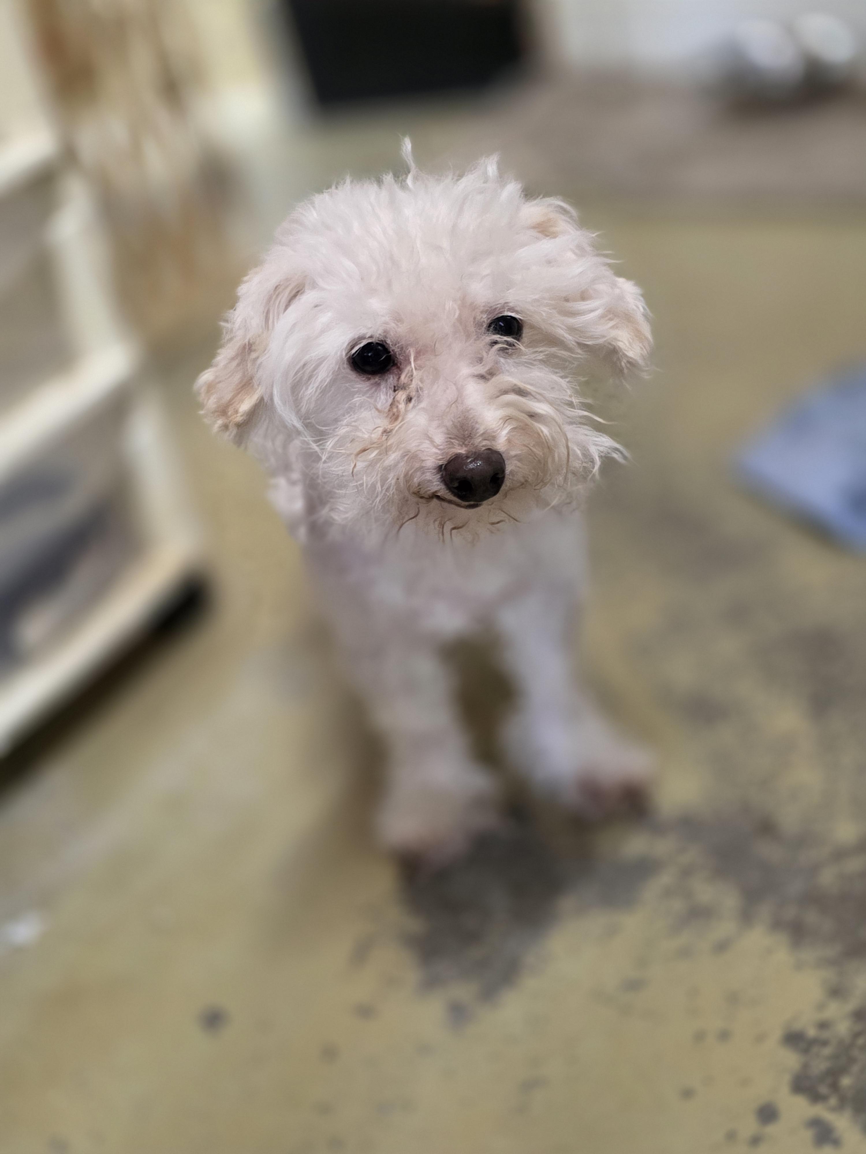 Enlarge Snoopy, an adopted mixed breed in Jackson, MO image 1/1