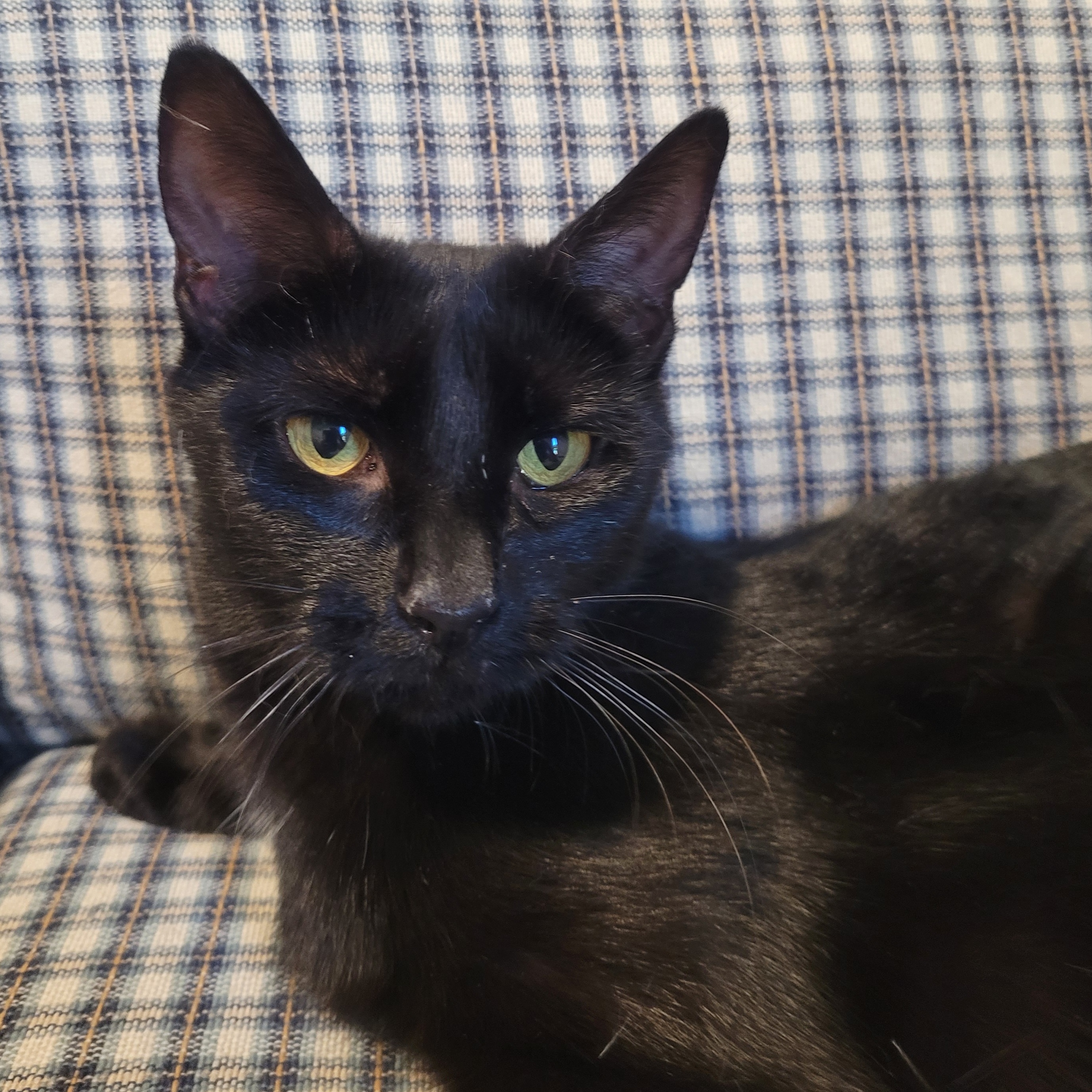 Tori, a Adoptable mixed breed in Charlotte, NC image 1/2