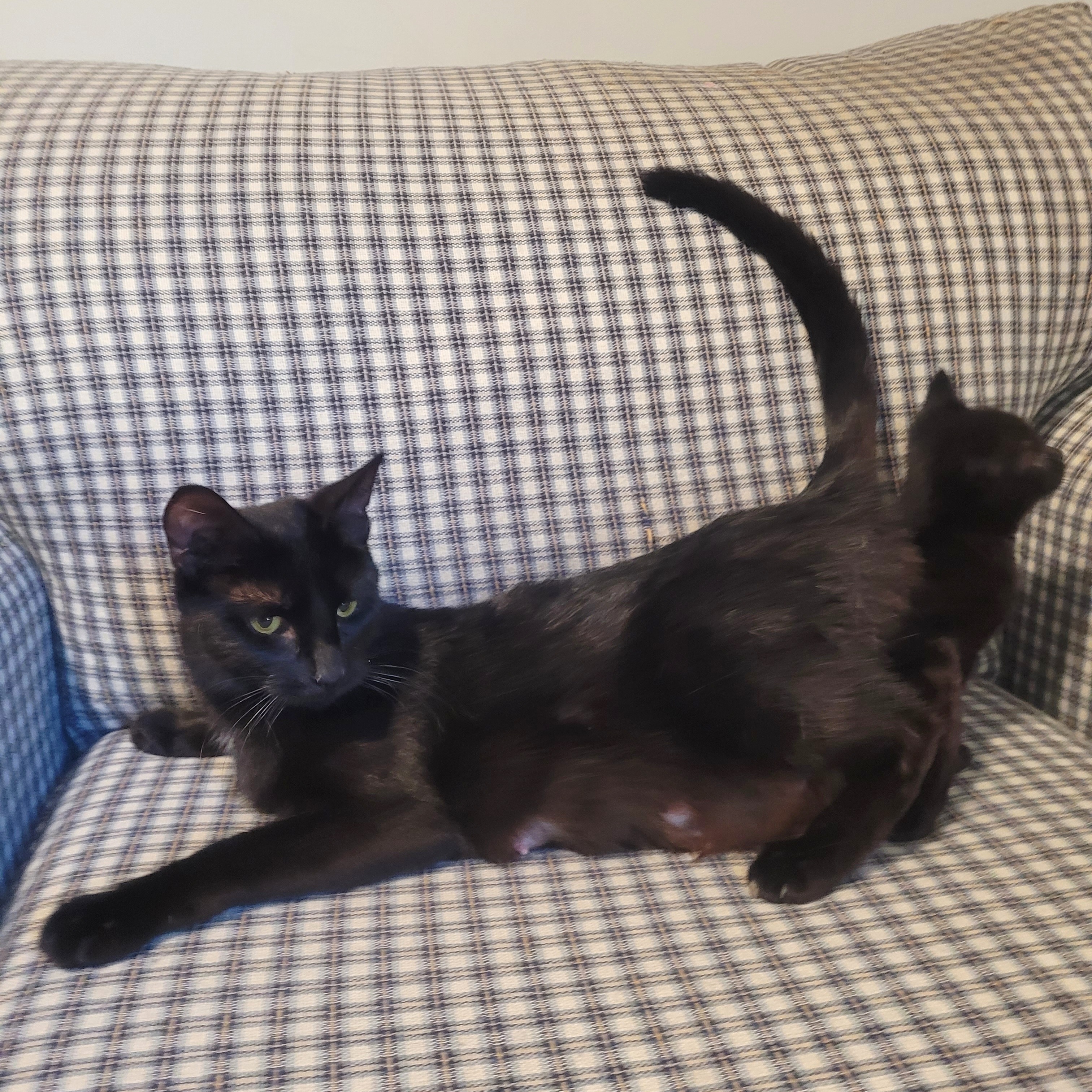 Tori, a Adoptable mixed breed in Charlotte, NC image 2/2