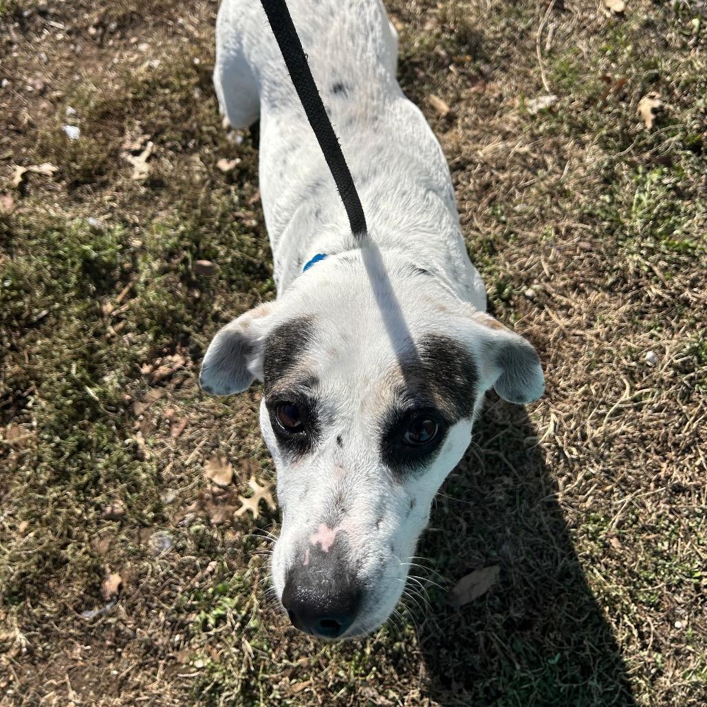 Enlarge Harley, a Adoptable mixed breed in Springfield, MO image 1/6
