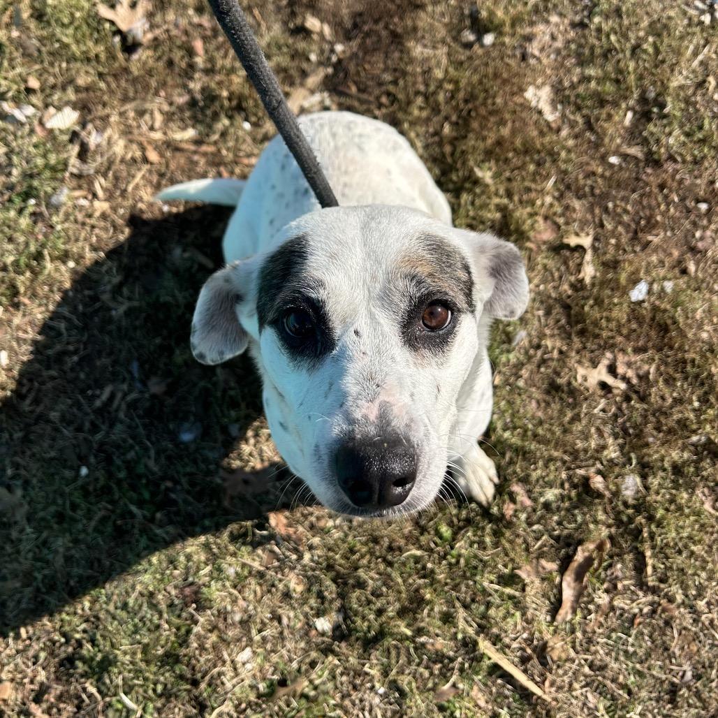 Enlarge Harley, a Adoptable mixed breed in Springfield, MO image 5/6