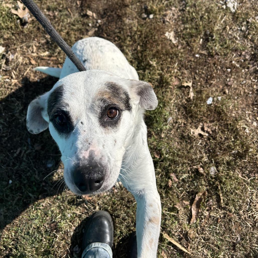 Enlarge Harley, a Adoptable mixed breed in Springfield, MO image 6/6