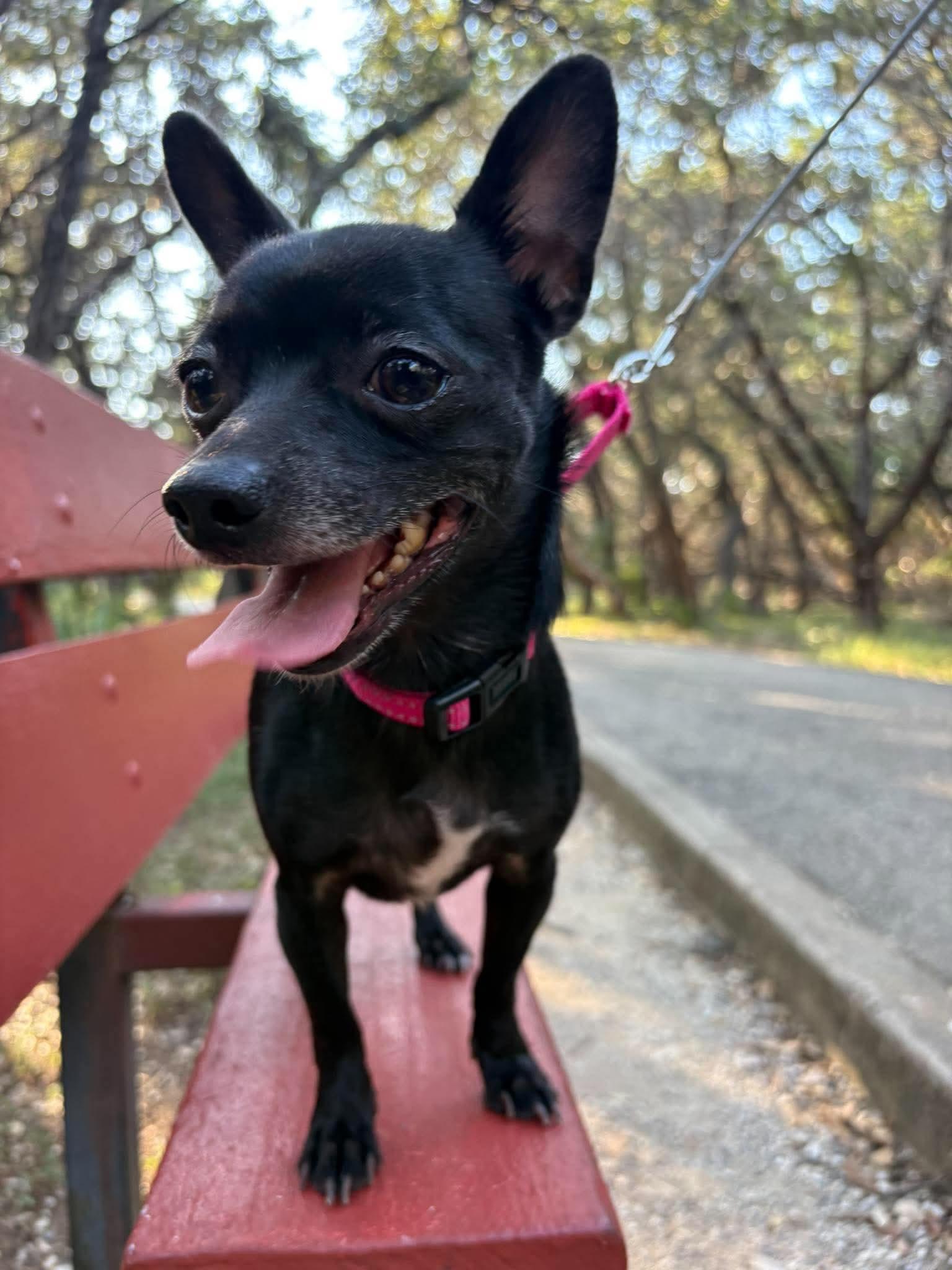 Suzie Q, Adoptable, Adult Female Chihuahua.
