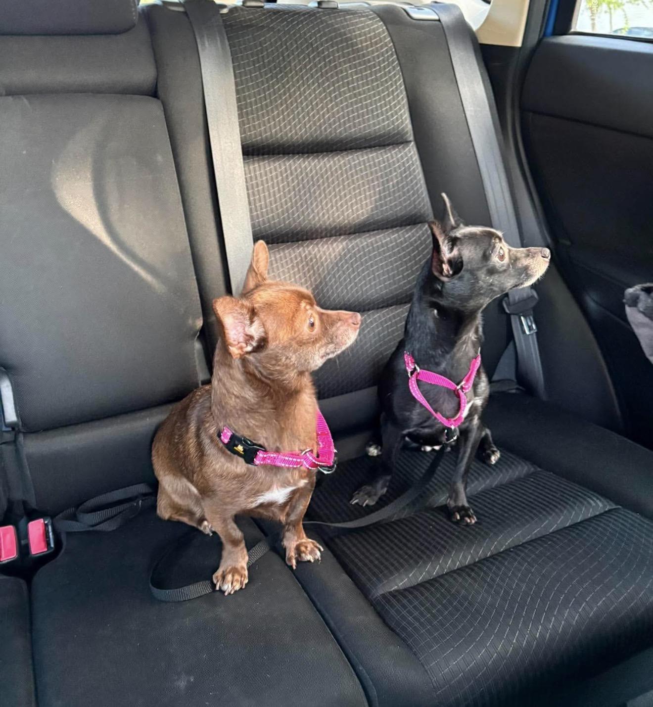 Enlarge Suzie Q, a Adoptable Chihuahua in Boston, MA image 6/6