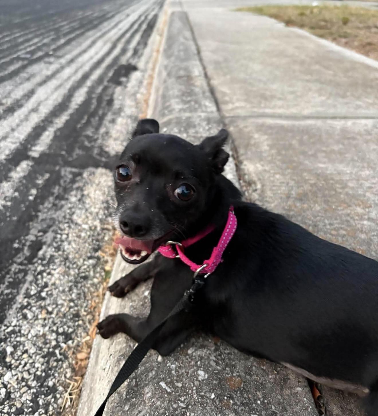 Enlarge Suzie Q, a Adoptable Chihuahua in Boston, MA image 2/6