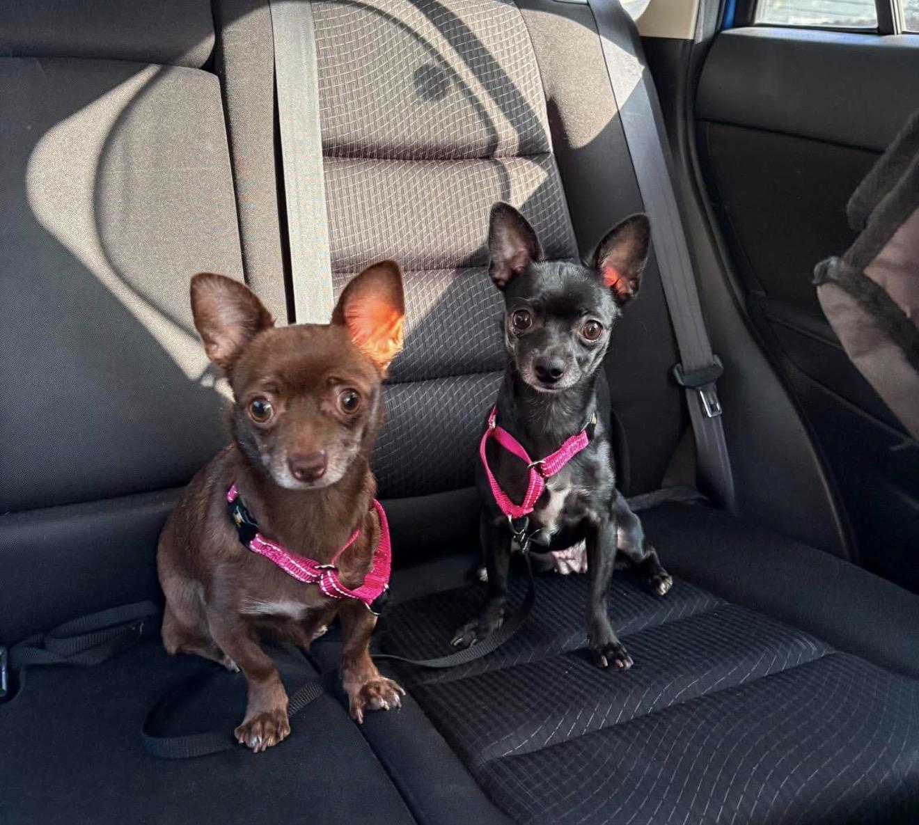 Enlarge Suzie Q, a Adoptable Chihuahua in Boston, MA image 5/6