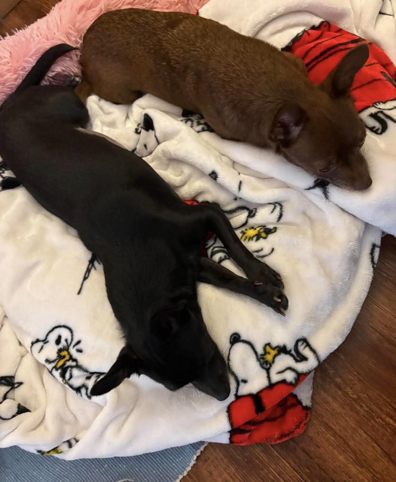 Enlarge Suzie Q, a Adoptable Chihuahua in Boston, MA image 3/6
