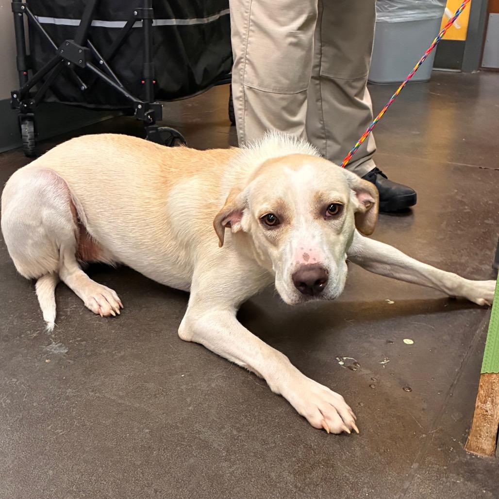Lena, Adoptable, Adult Female Hound & Mixed Breed.
