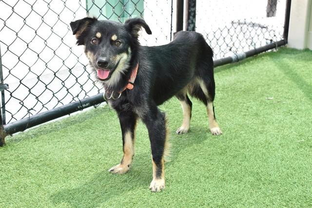 Enlarge LILO, a Adoptable mixed breed in Sarasota, FL image 1/1