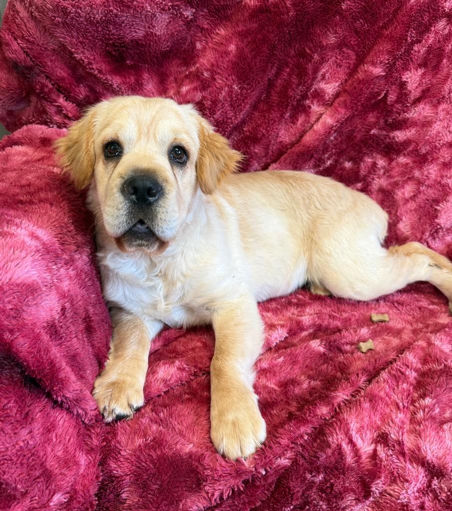Cosmo, Adoptable, Puppy Male Mixed Breed.