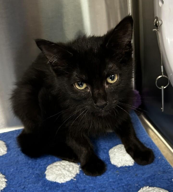 Sally, Adoptable, Young Female Domestic Short Hair.