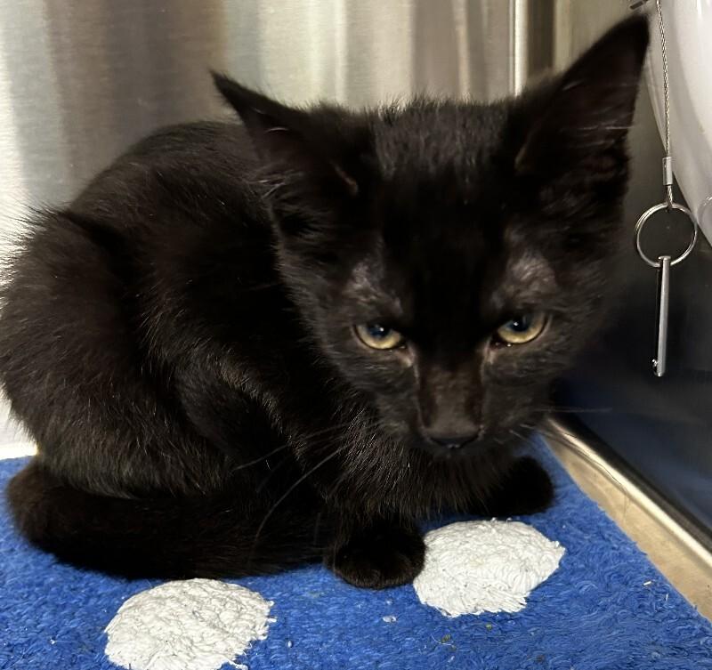 Enlarge Sally, a Adoptable Domestic Short Hair in bellefontaine, OH image 2/5
