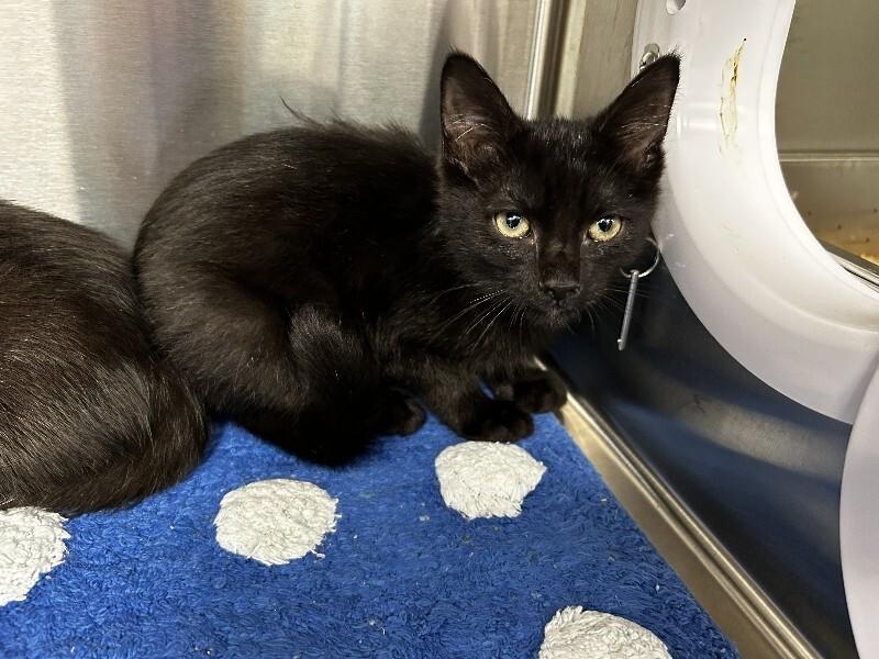 Enlarge Sally, a Adoptable Domestic Short Hair in bellefontaine, OH image 3/5