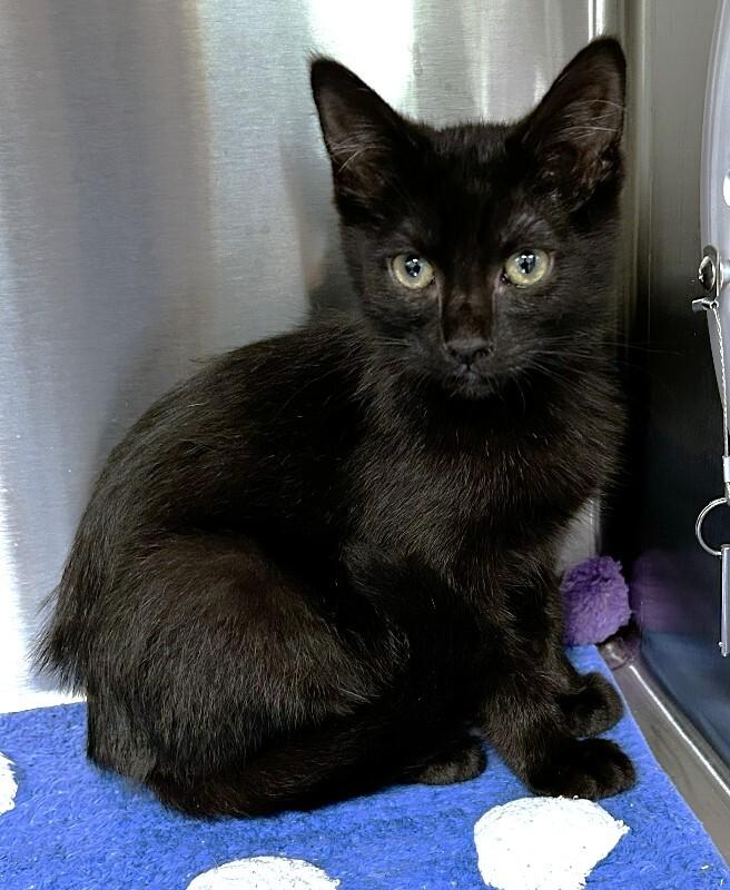 Enlarge Sally, a Adoptable Domestic Short Hair in bellefontaine, OH image 4/5