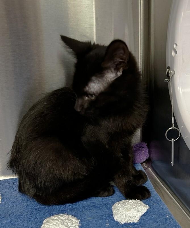 Enlarge Sally, a Adoptable Domestic Short Hair in bellefontaine, OH image 5/5