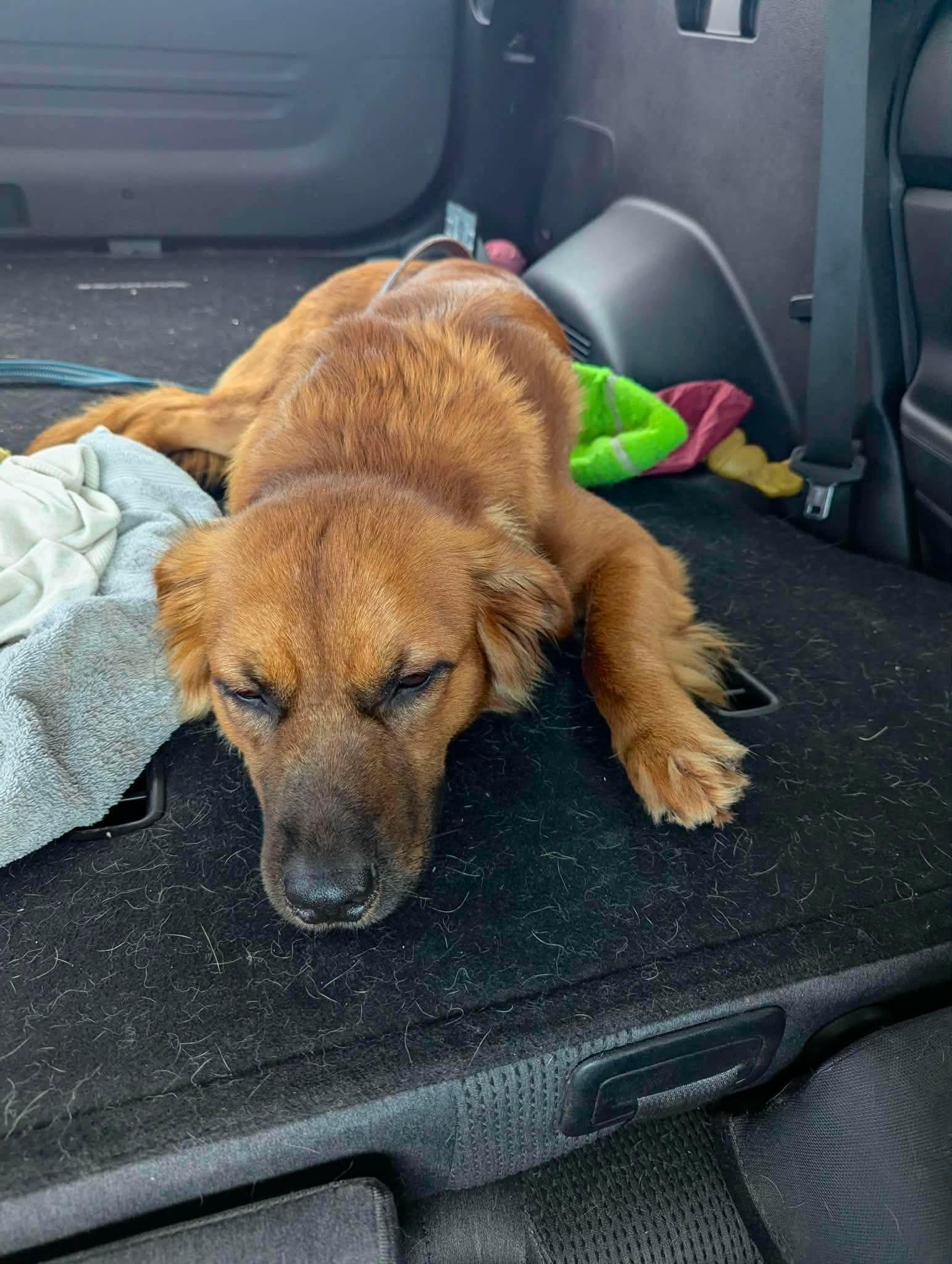 Reeves, an adopted mixed breed in Manhattan, KS image 6/6