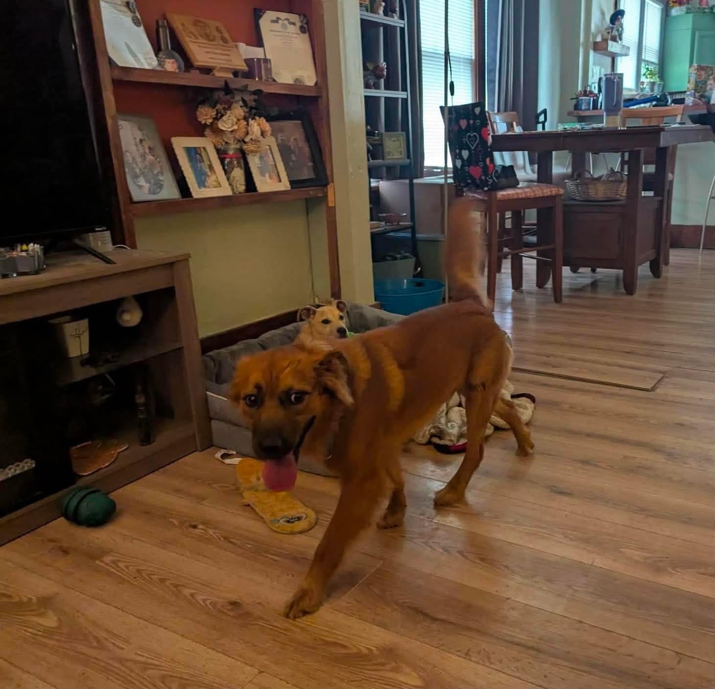Reeves, an adopted mixed breed in Manhattan, KS image 5/6