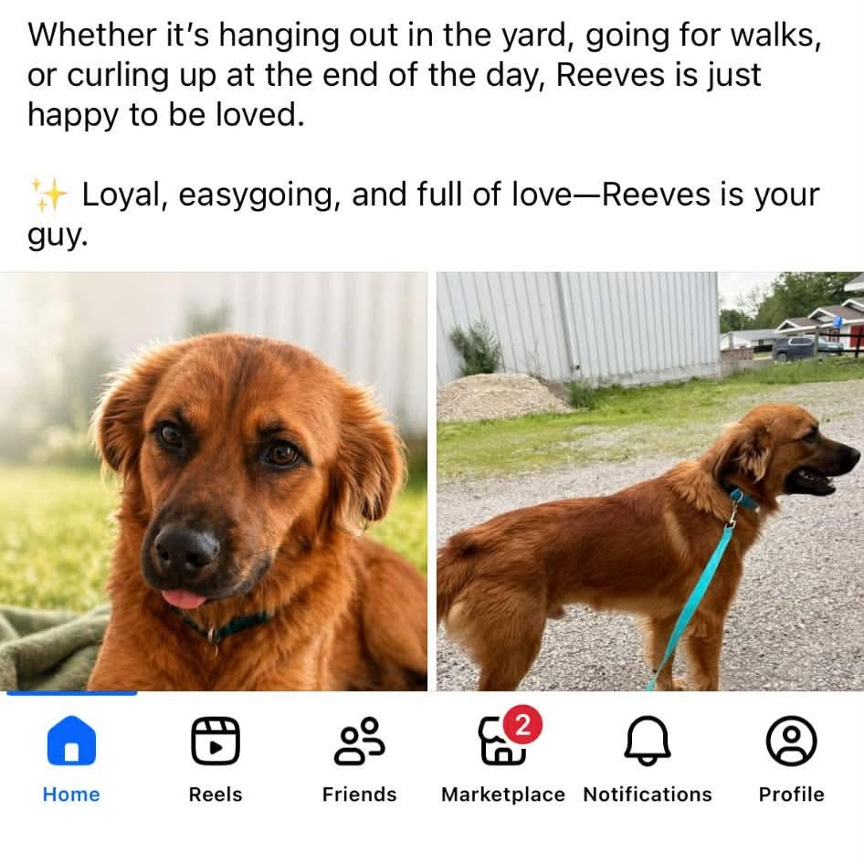 Reeves, an adopted mixed breed in Manhattan, KS image 4/6