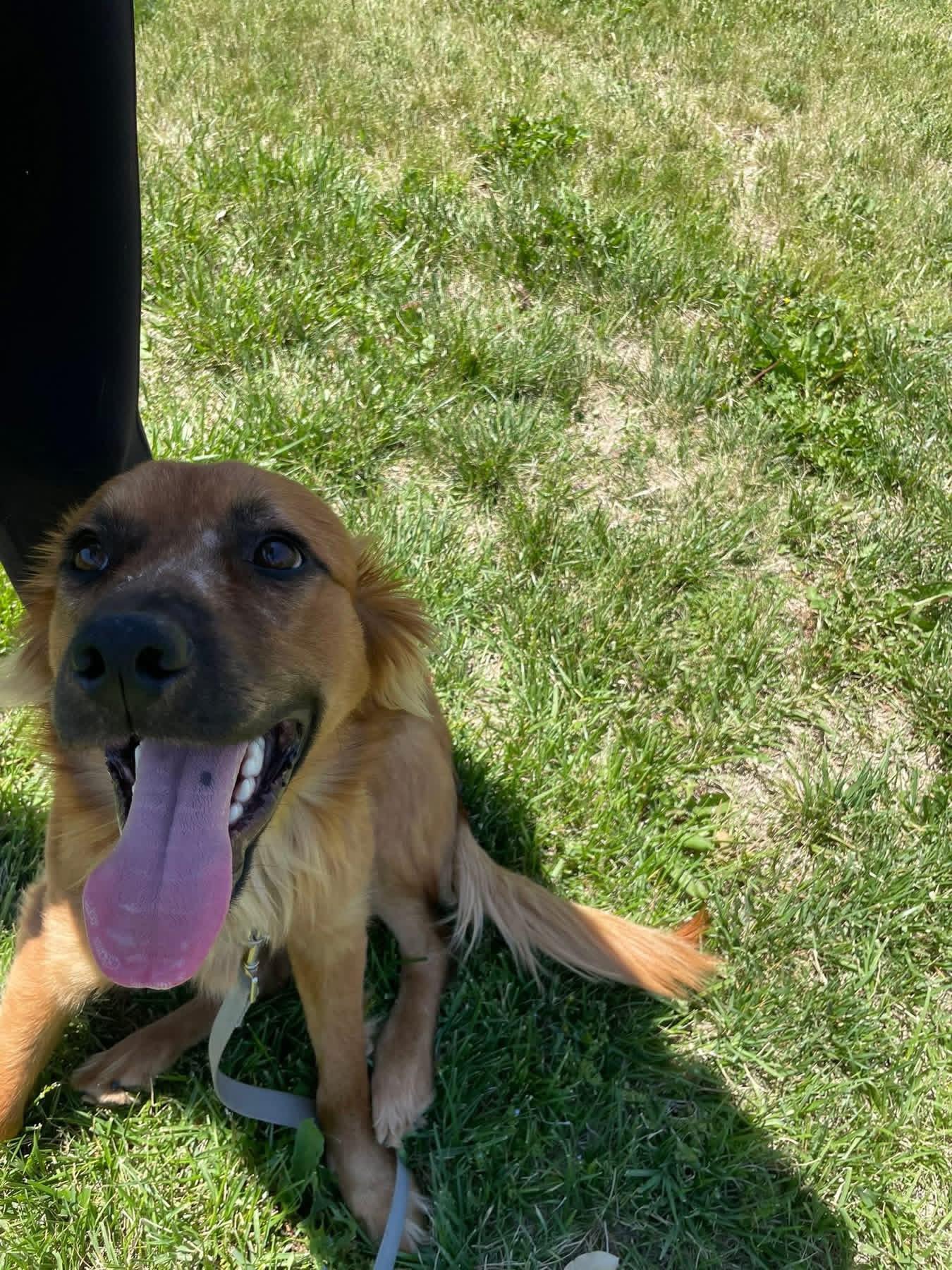 Reeves, an adopted mixed breed in Manhattan, KS image 2/6
