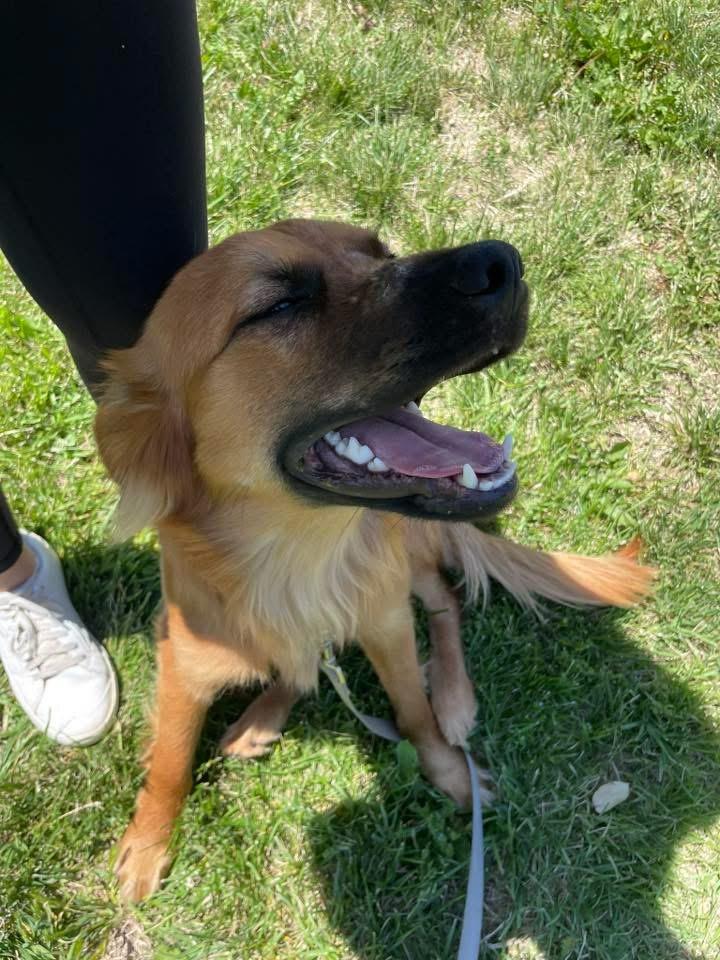 Reeves, an adopted mixed breed in Manhattan, KS image 1/6